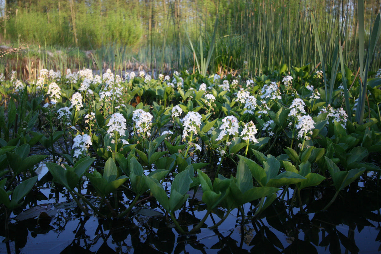 Menyanthes-trifoliata-1525