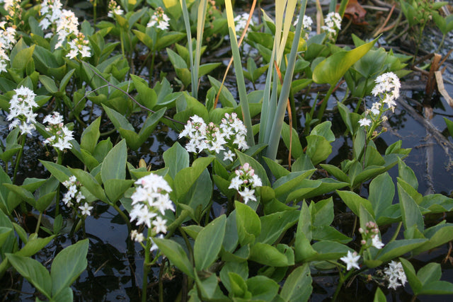 Menyanthes-trifoliata-1550