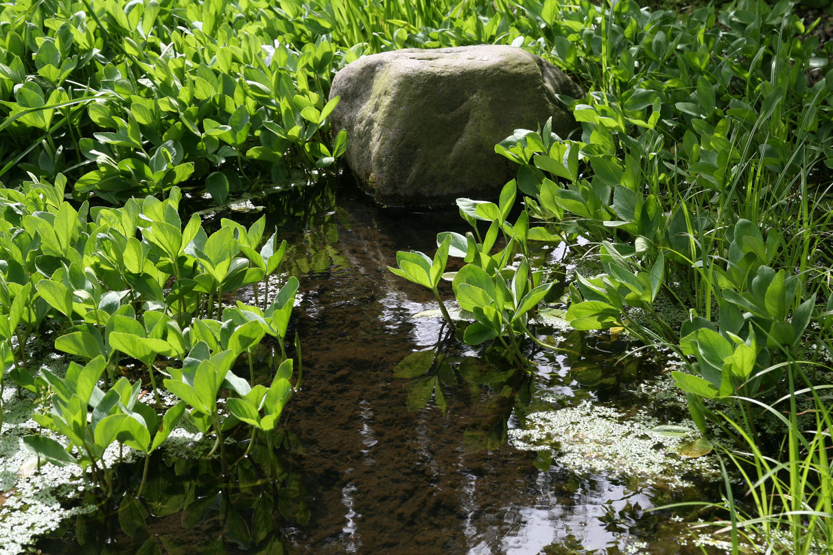 Menyanthes-trifoliata_7894