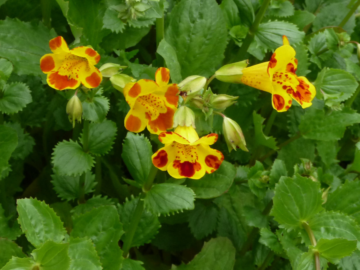 Mimulus-Tigrinus-073