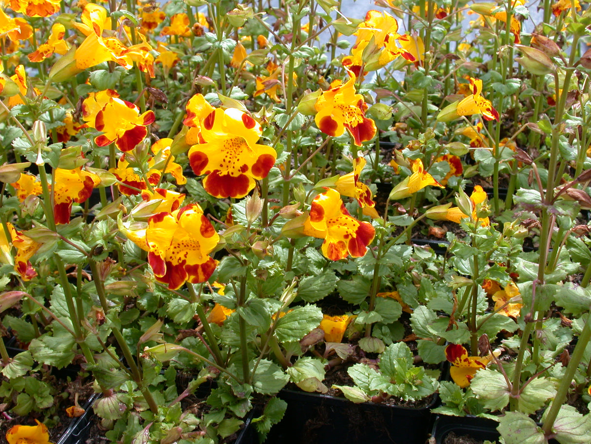 Mimulus-`Tigrinus-06-008