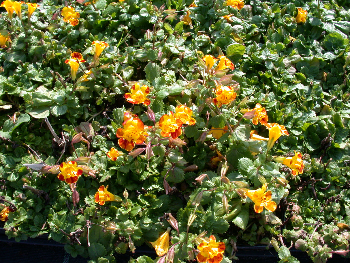 Mimulus-`Tigrinus-087
