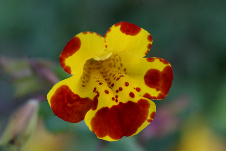 Mimulus-`Tigrinus-Grandiflorus`_1103