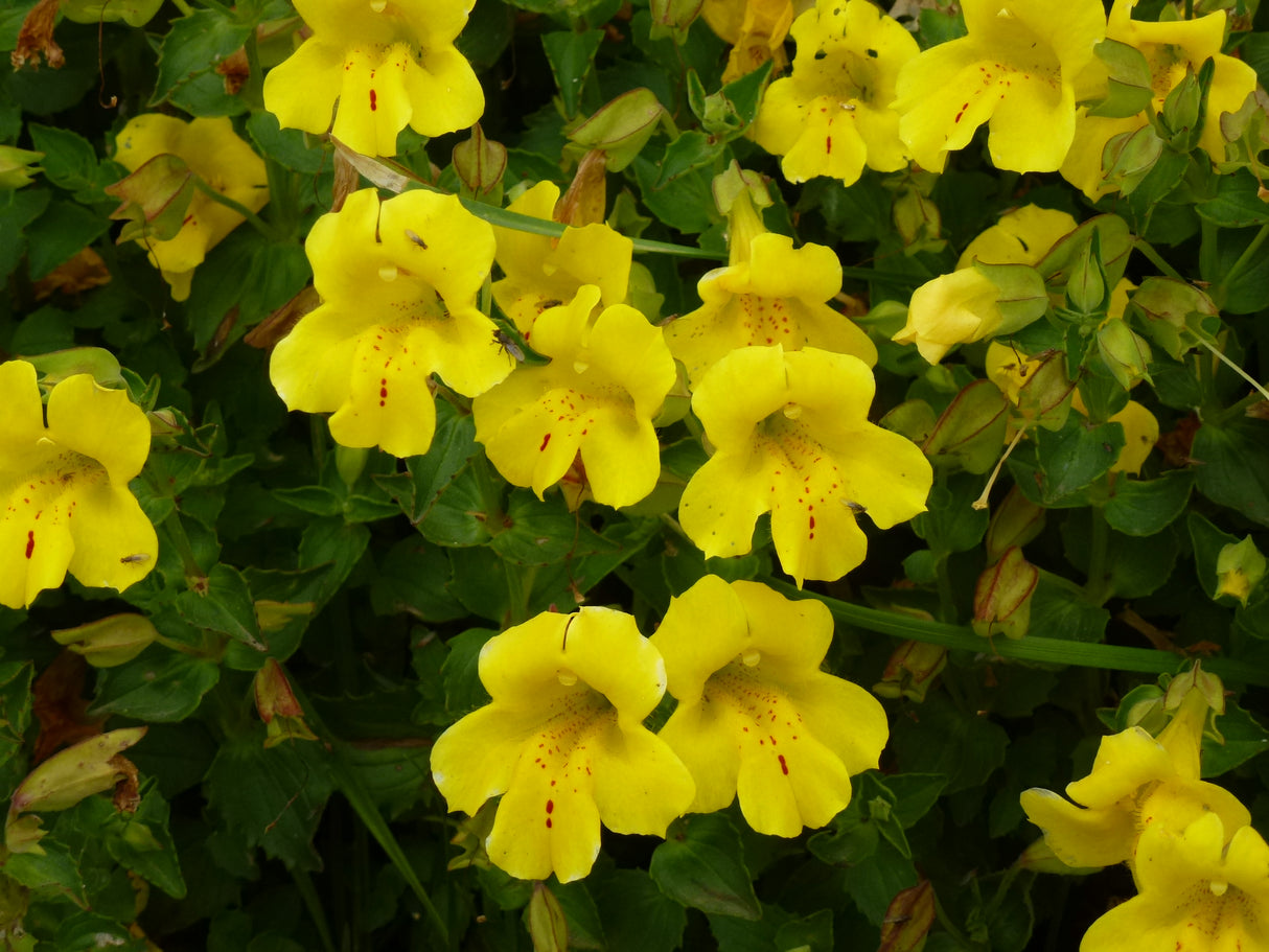 Mimulus-luteus-Ar-0332