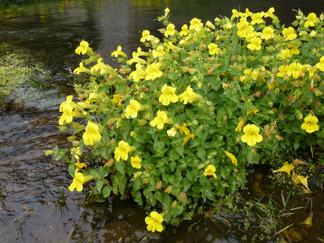 Mimulus-luteus-Ar-0333