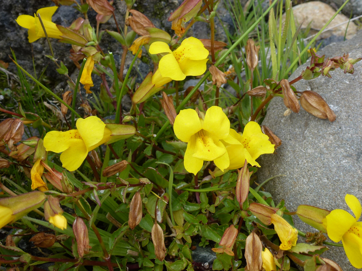 Mimulus-luteus-Cl-0418
