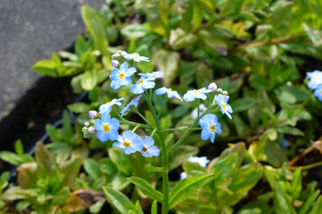 Myosotis-palustris-0244