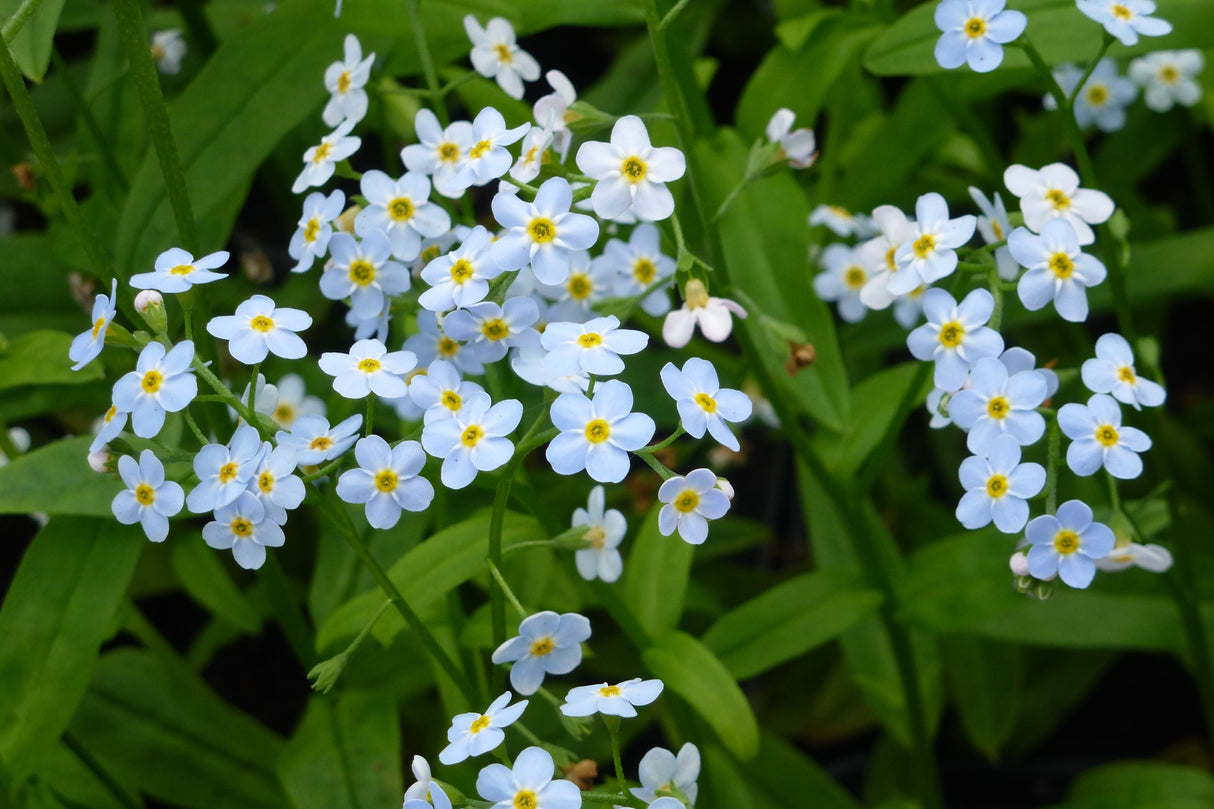 Myosotis-palustris-0927