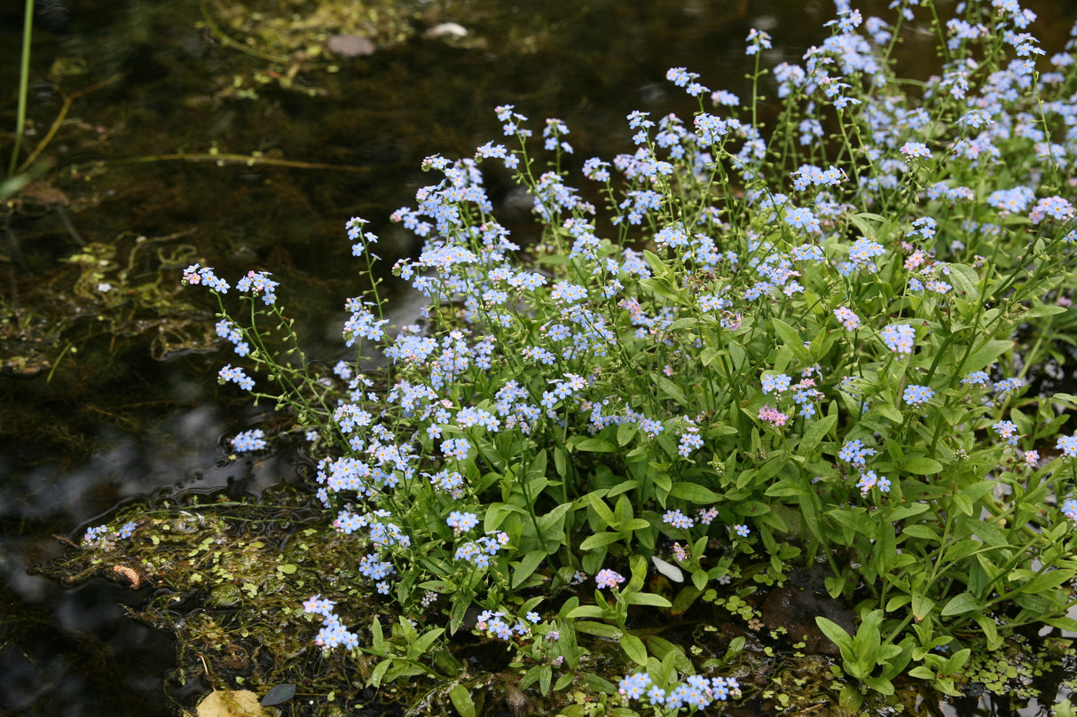 Myosotis-palustris_7876