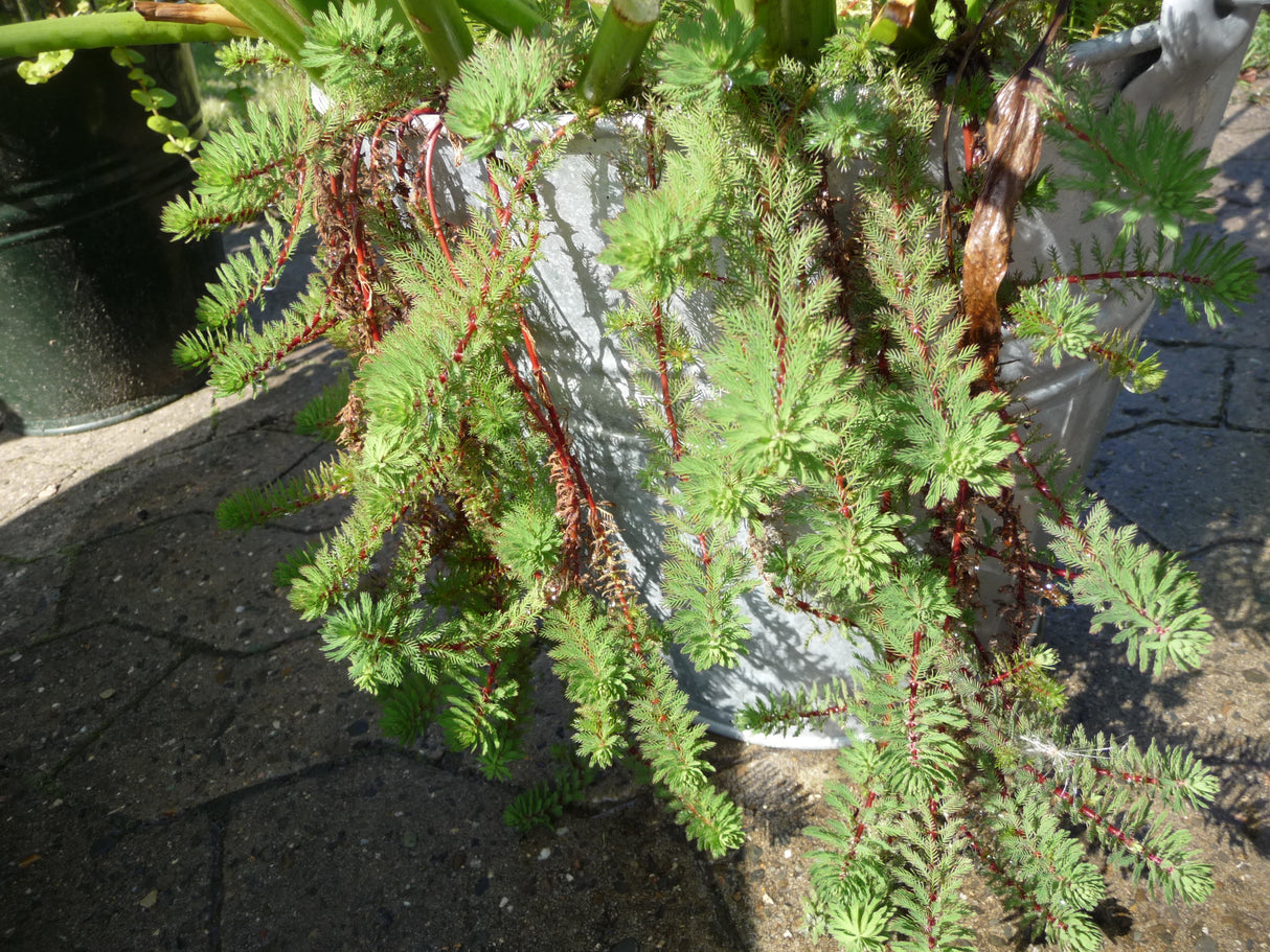 Myriophyllum-hippuroides-008