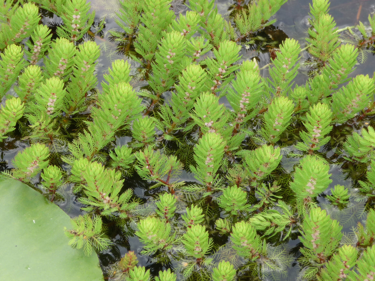 Myriophyllum-hippuroides-012