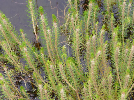 Myriophyllum-papillosum-014