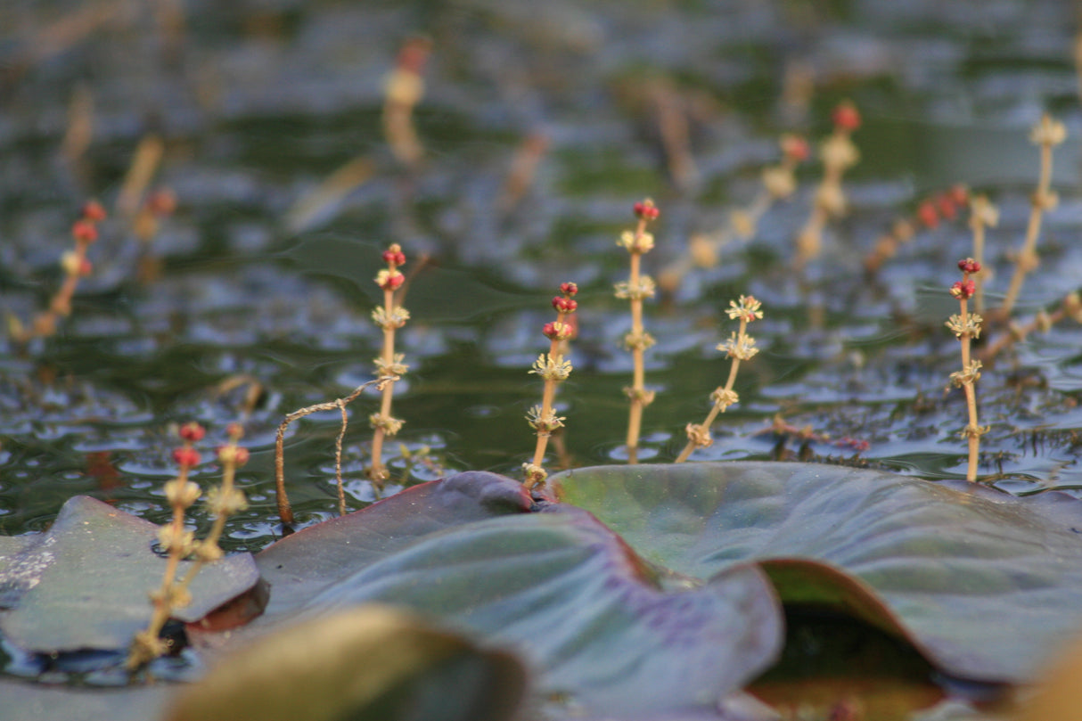 Myriophyllum-spicatum-1762