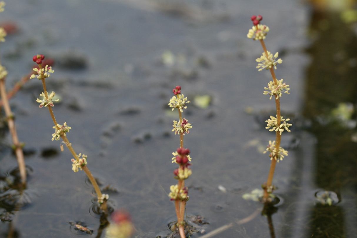Myriophyllum-spicatum_4013