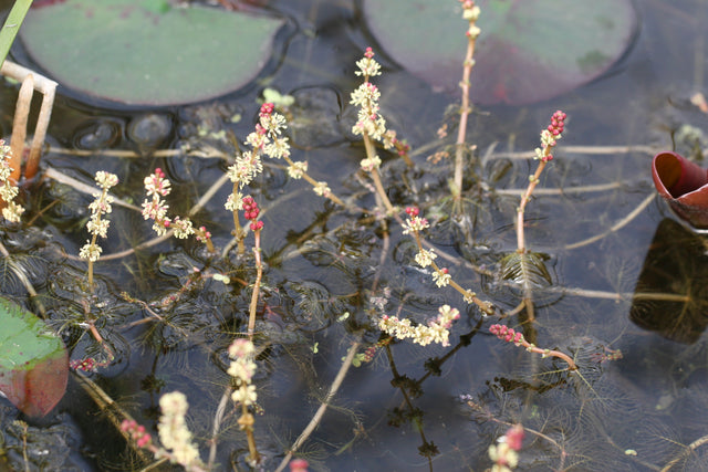 Myriophyllum-spicatum_4017