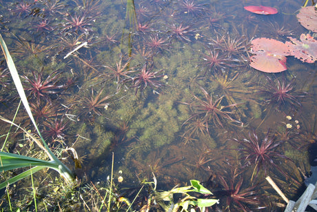 Myriophyllum-verticillatum-023