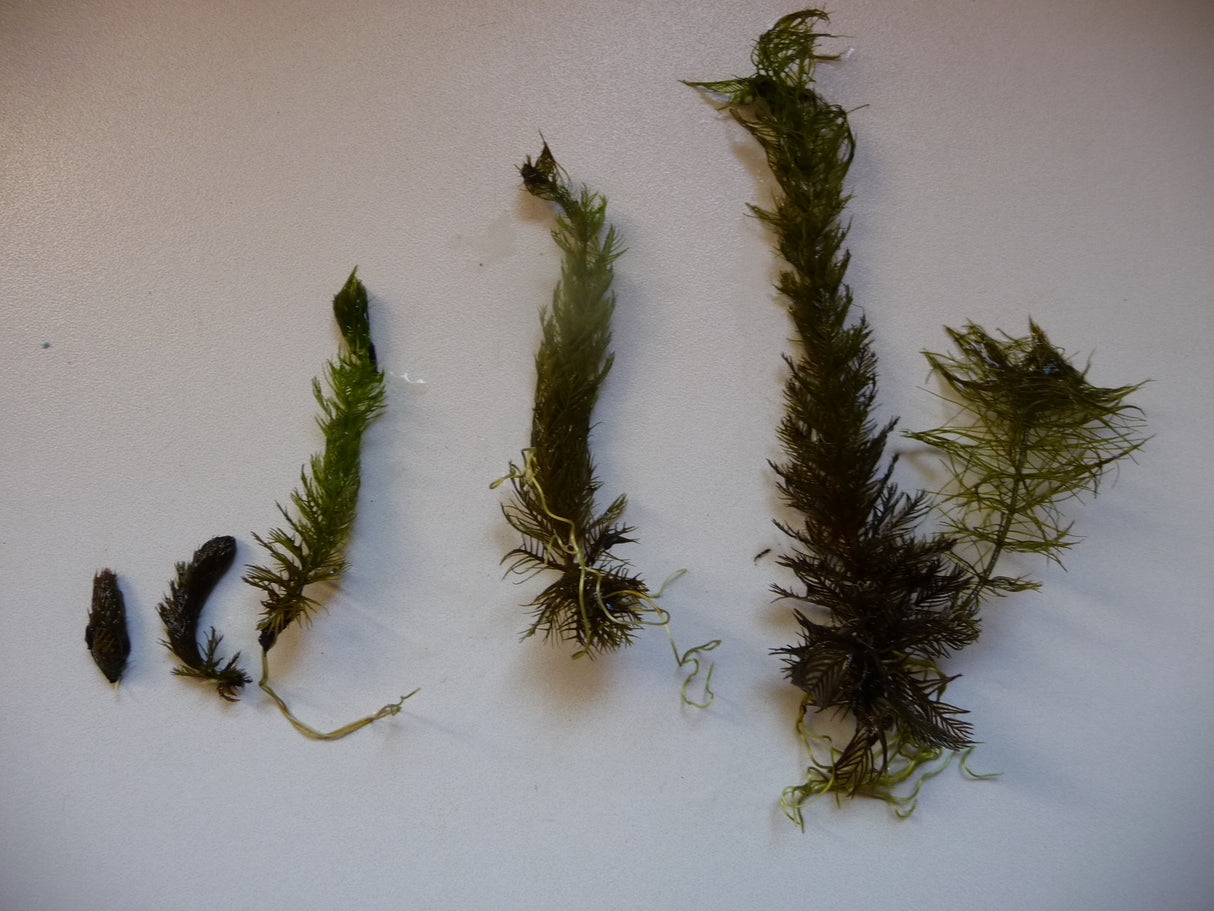 Myriophyllum-verticillatum-129