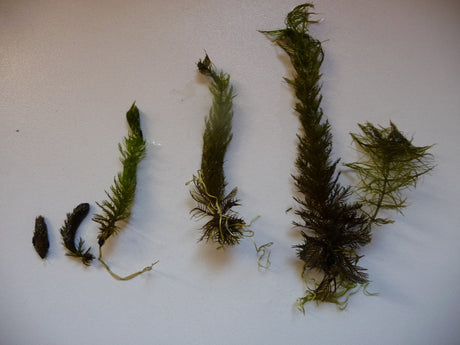Myriophyllum-verticillatum-129