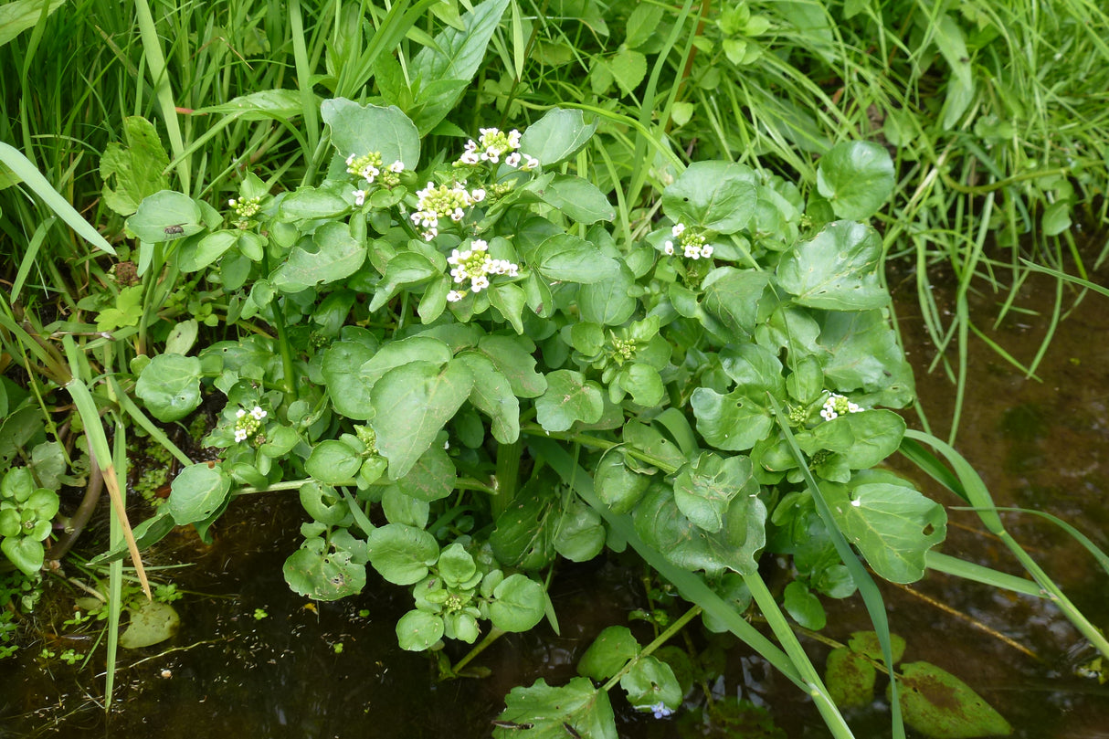 Nasturtium-officinalis-0209