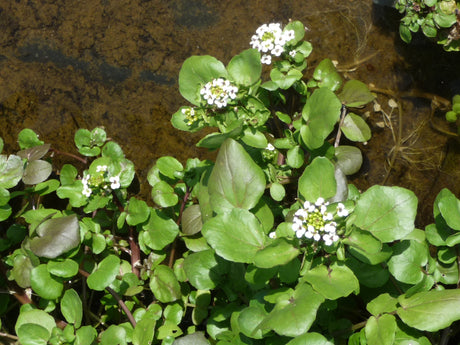 Nasturtium-officinalis-056