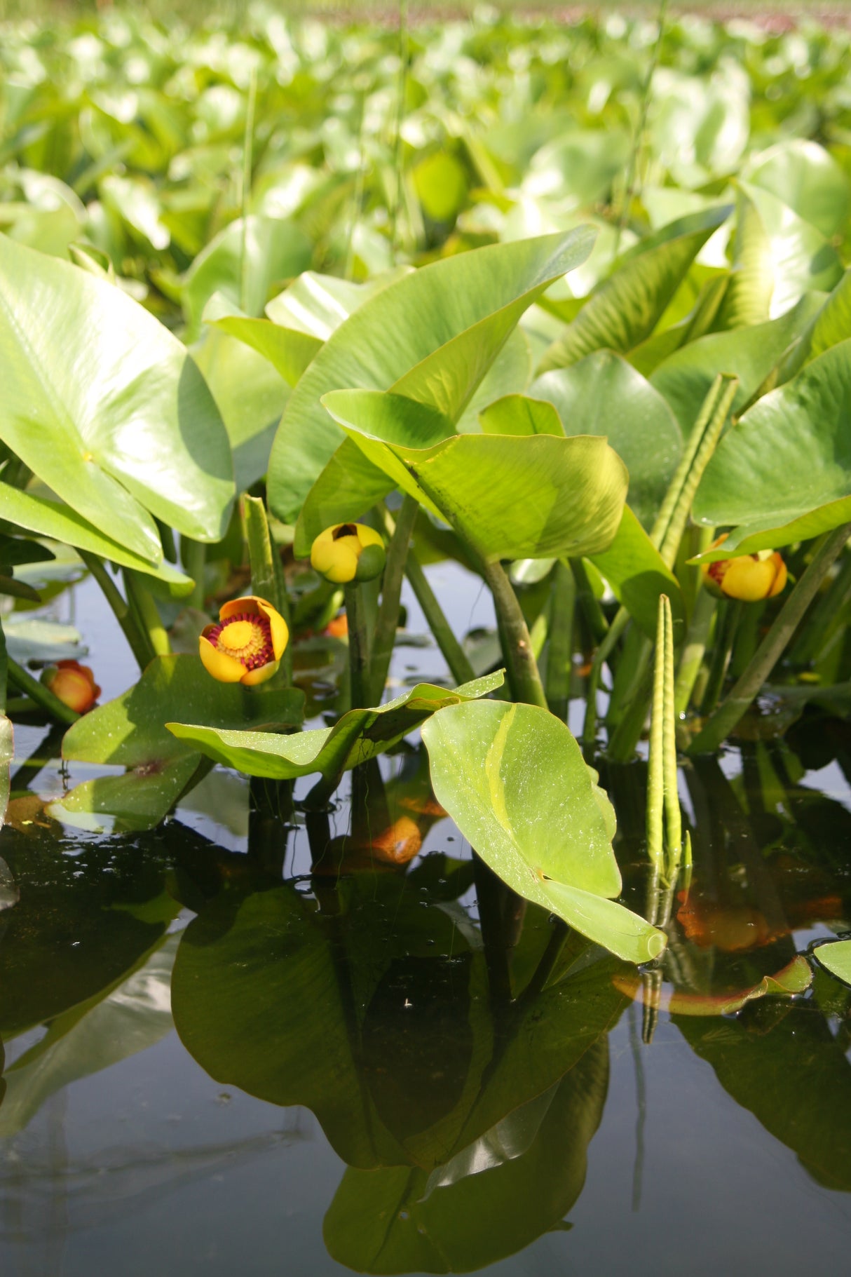 Nuphar-9263