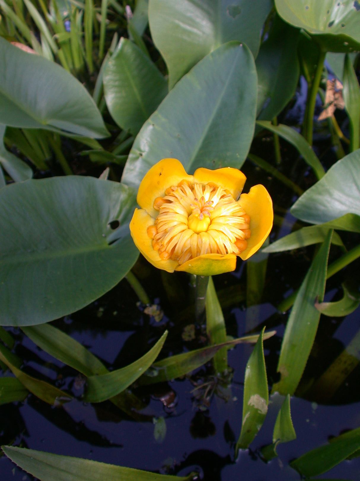 Nuphar-angustifolia-143