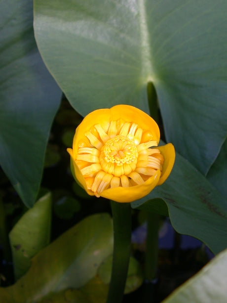 Nuphar-angustifolia-145