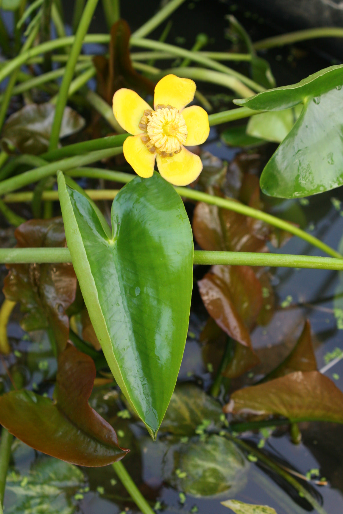 Nuphar-jap-var-rubrotincta-1066