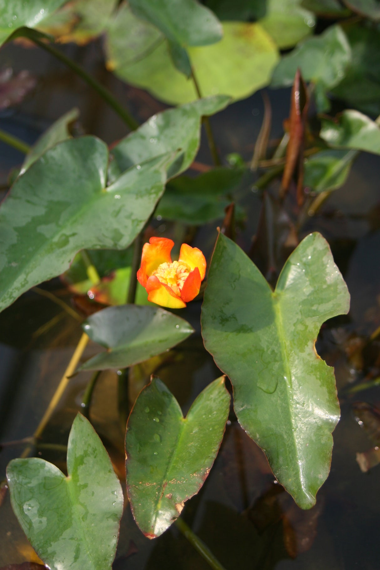 Nuphar-jap-var-rubrotincta-1869