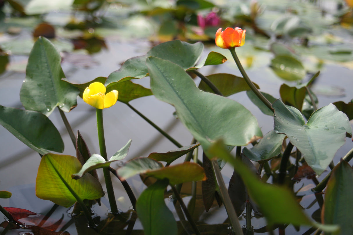 Nuphar-jap-var-rubrotincta-1875