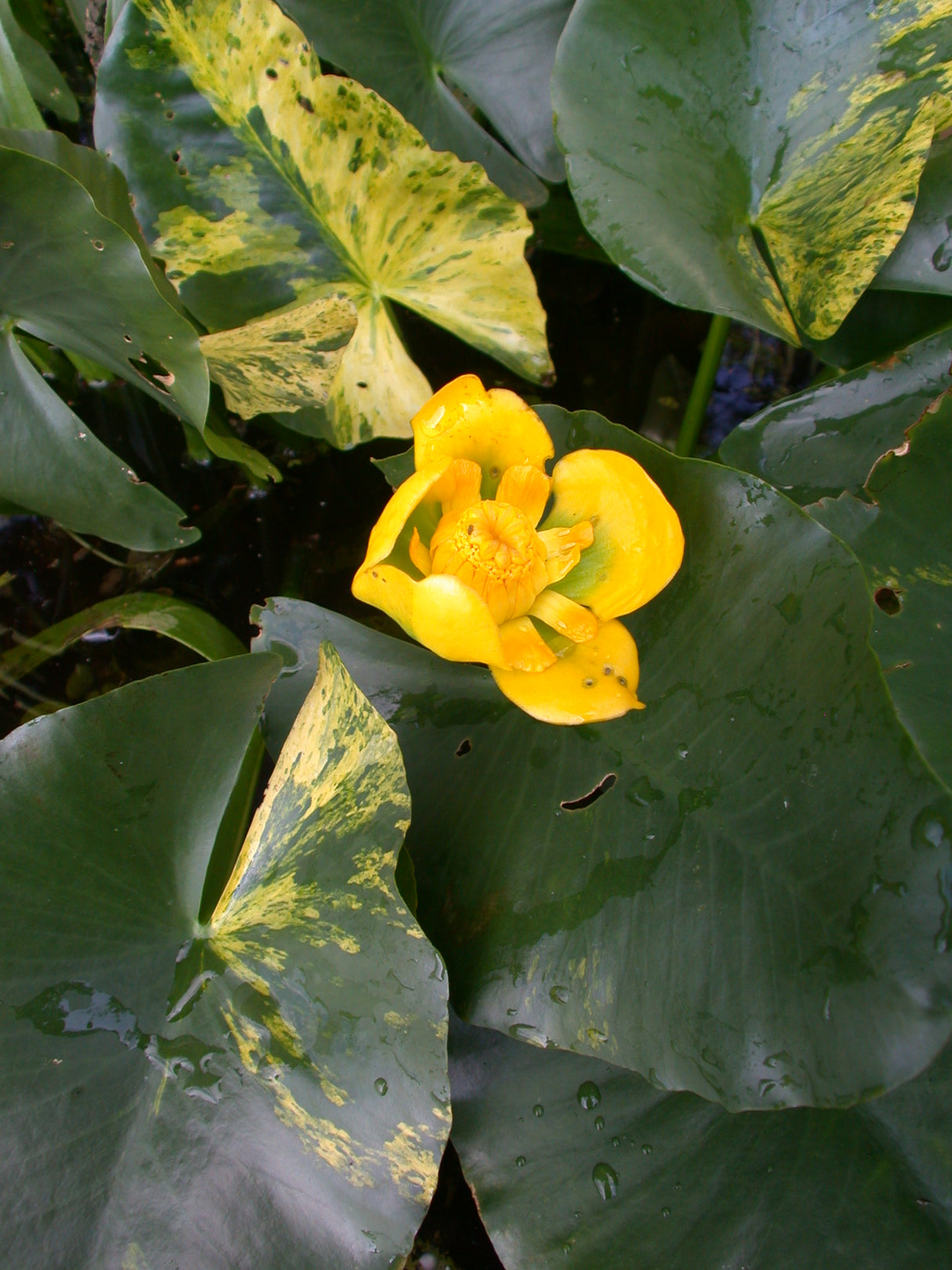 Nuphar-jap-var-variegata-134