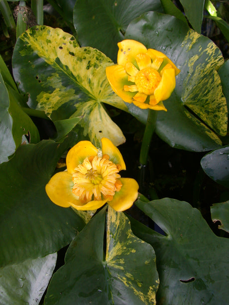 Nuphar-jap-var-variegata-139