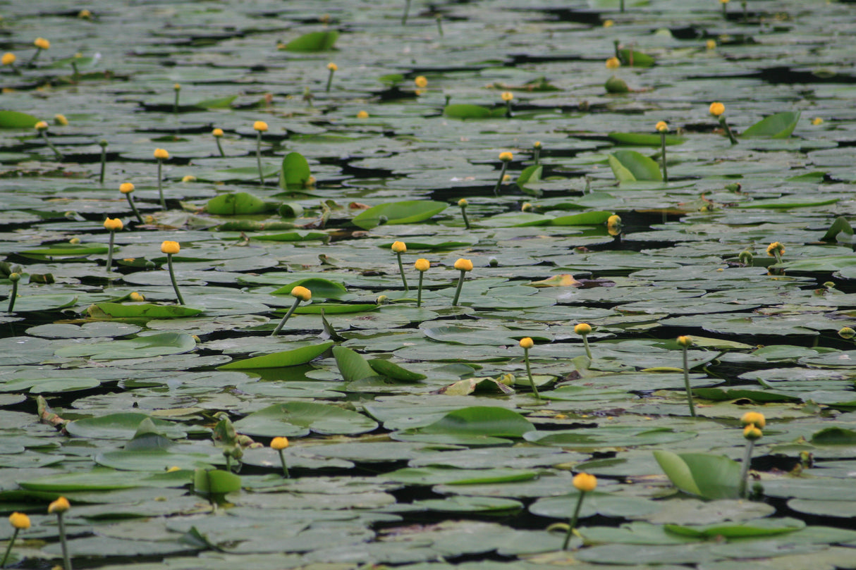 Nuphar-lutea-7687