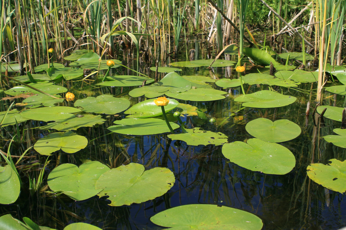 Nuphar-lutea-9287