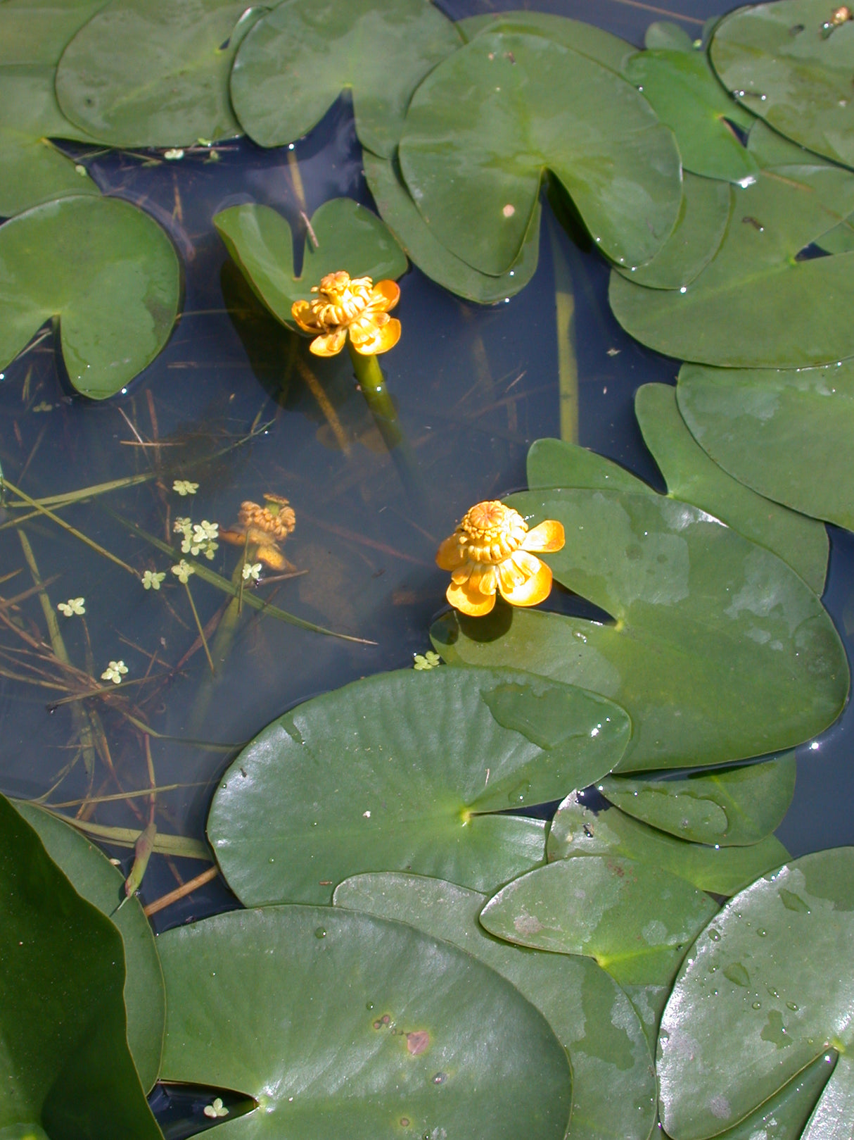 Nuphar-pumila-068