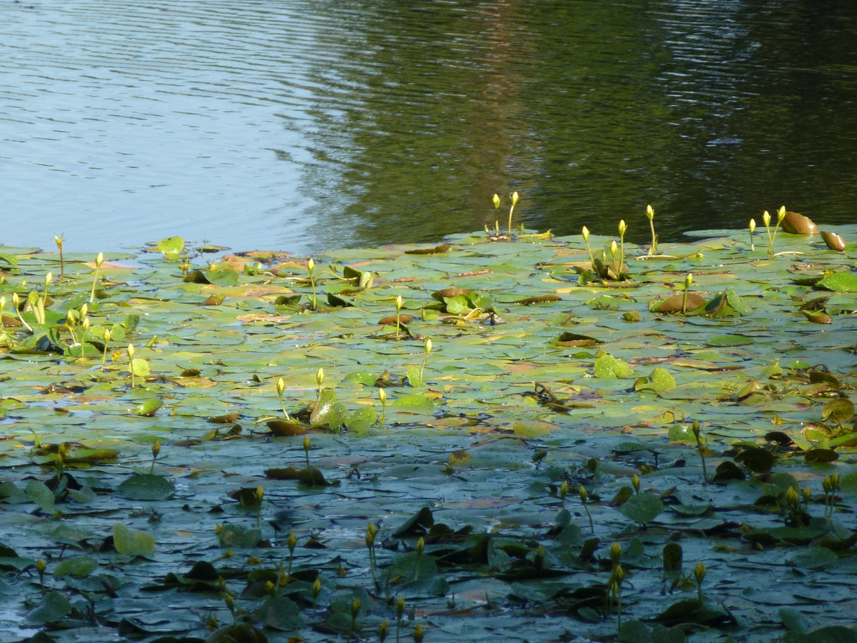 Nymphoides-peltata-0028