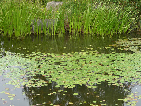 Nymphoides-peltata-129