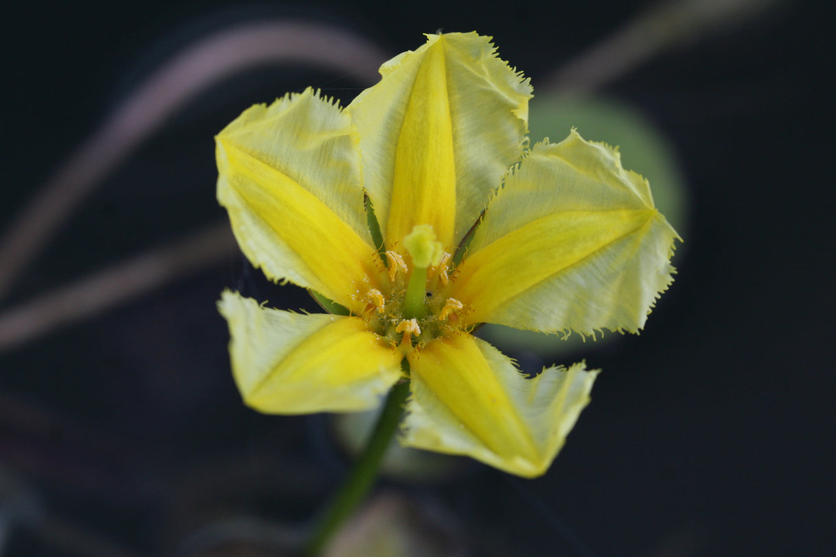 Nymphoides-peltata_1099
