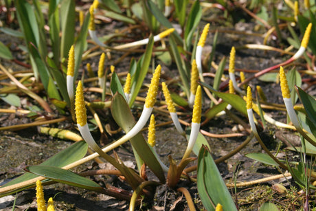 Orontium-aquaticum-132