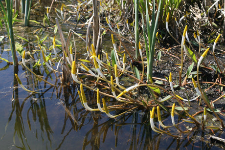 Orontium-aquaticum-1599