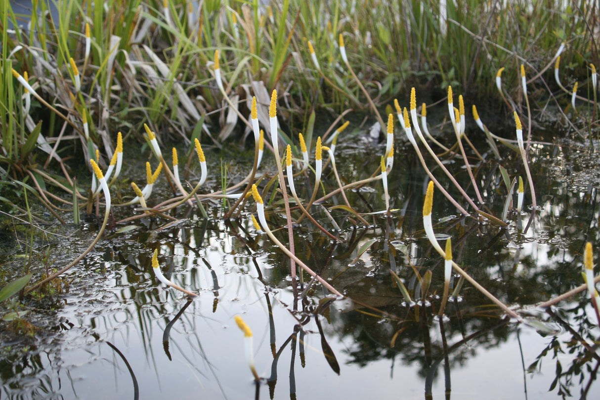 Orontium-aquaticum-1708