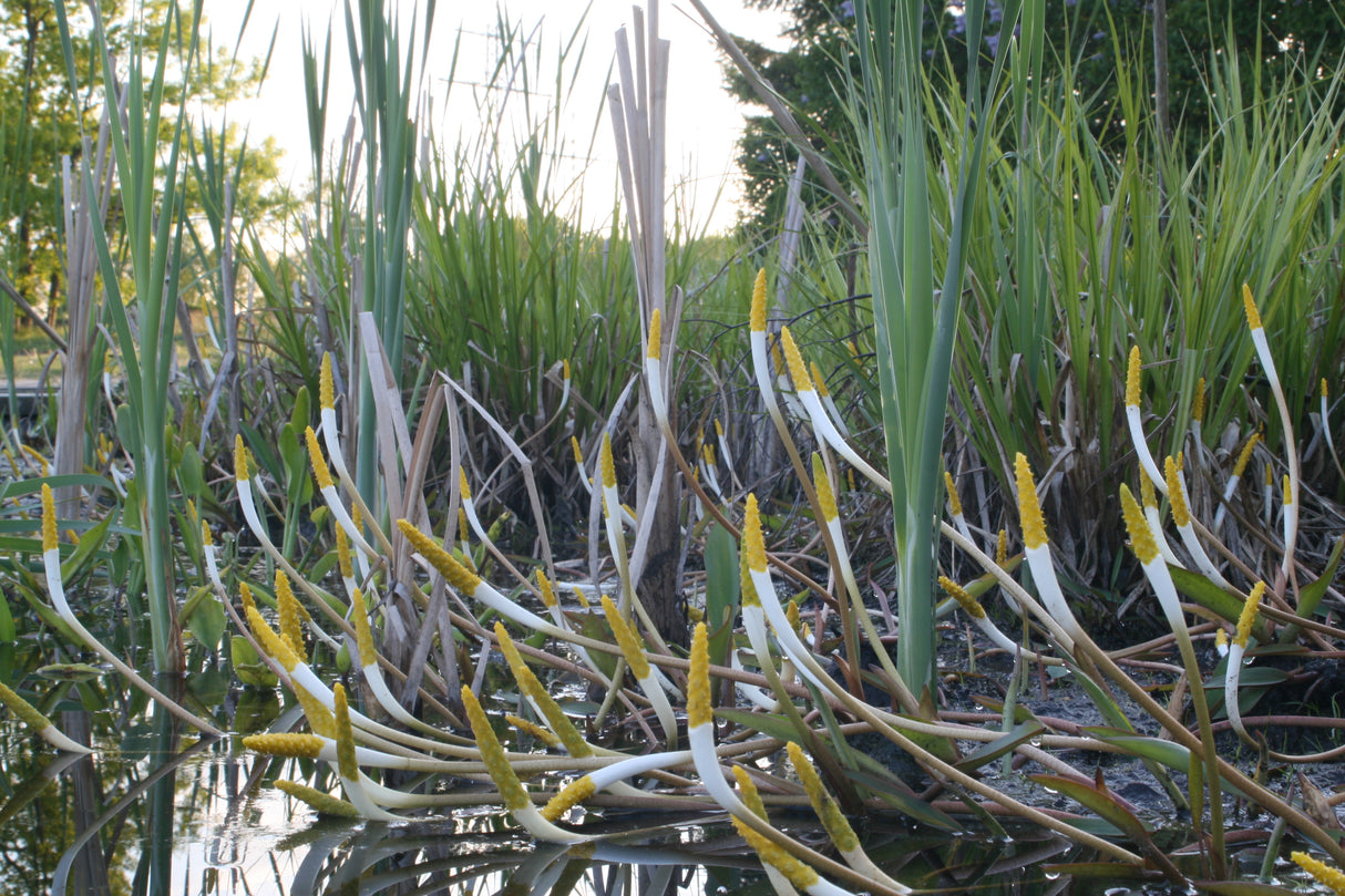 Orontium-aquaticum-1722