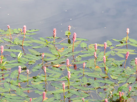 Persicaria-amphibia-9702