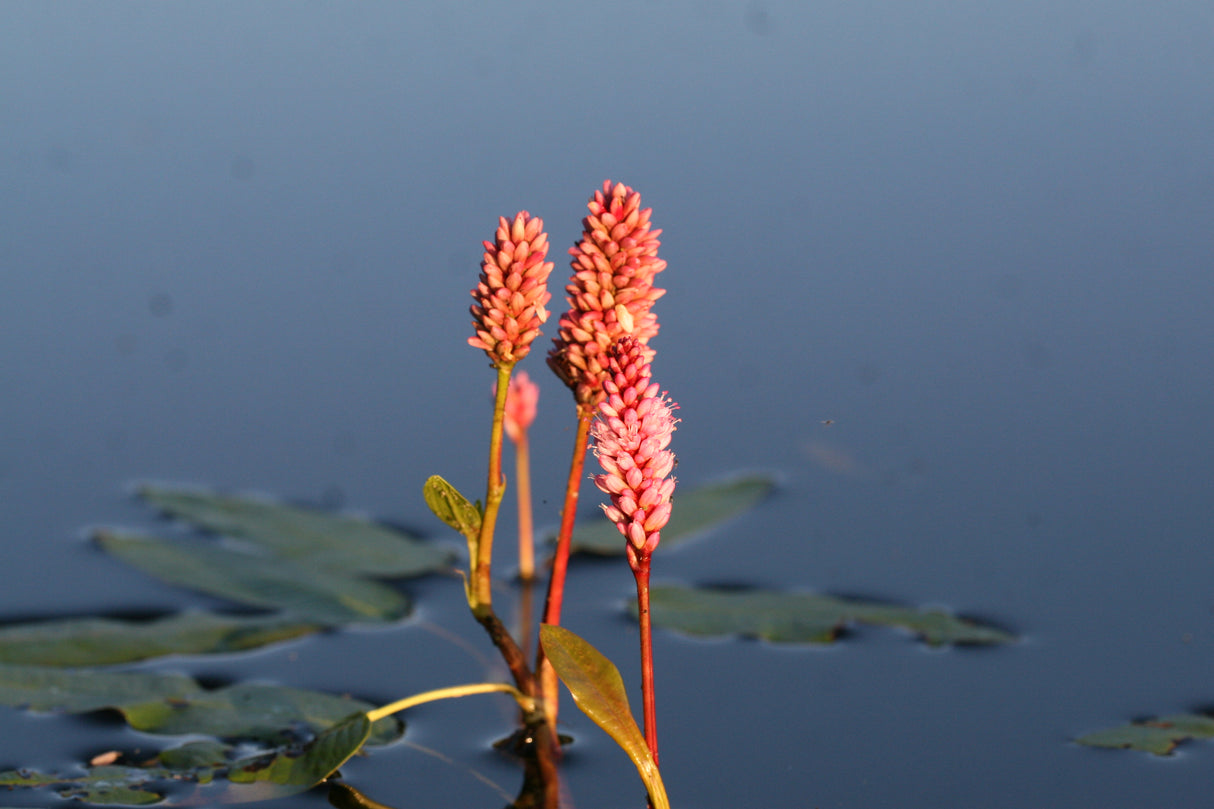 Persicaria-amphibia_1362