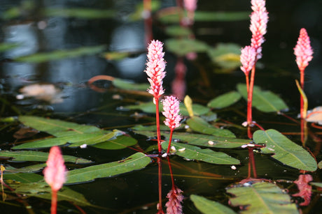 Persicaria-amphibia__1359