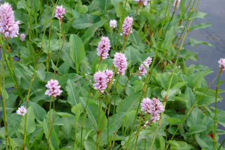 Persicaria-bistorta-0971