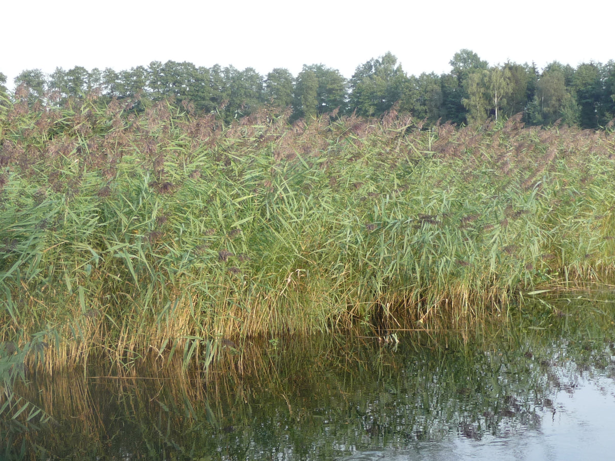 Phragmites-australis-087