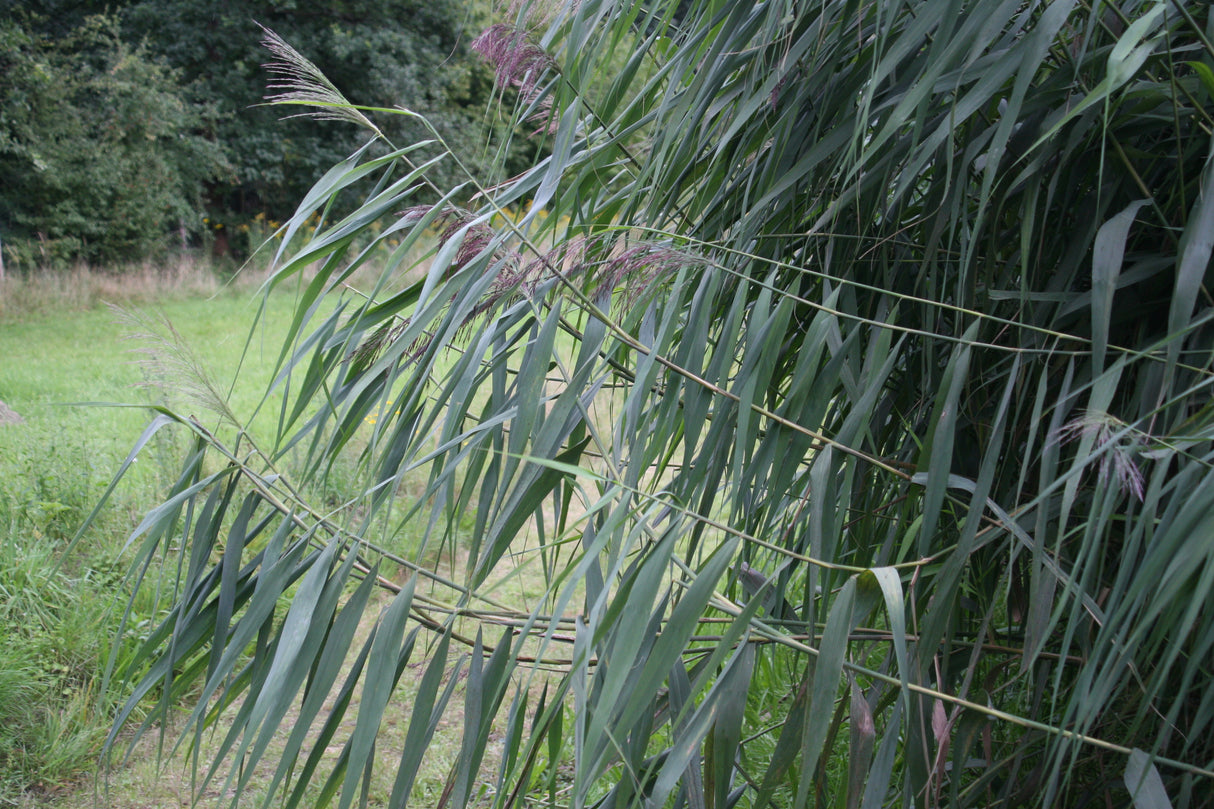 Phragmites-australis-349