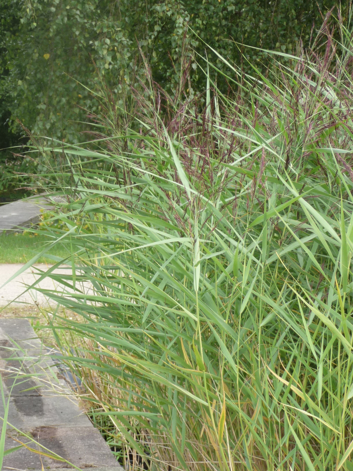 Phragmites-australis-Humilis-019