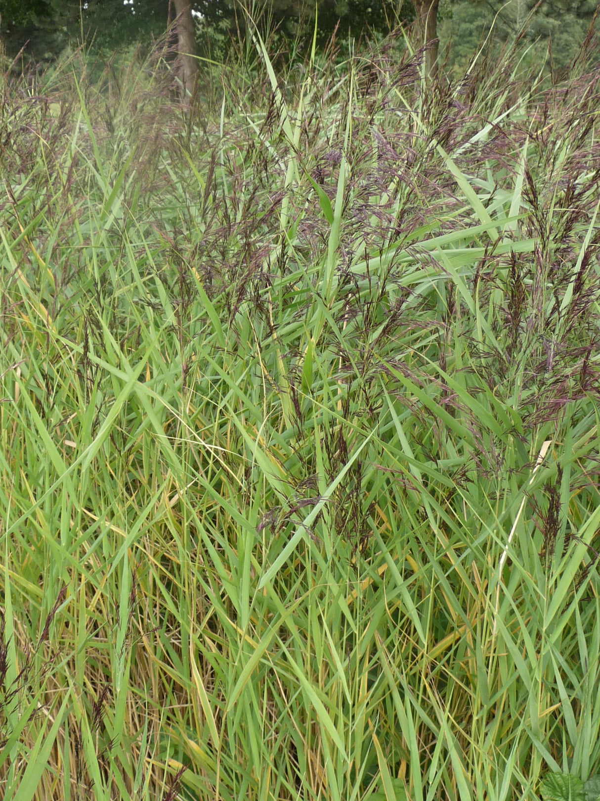 Phragmites-australis-Humilis-023